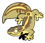 2898-Gecko-1-3-38-09143-08132-107.png
